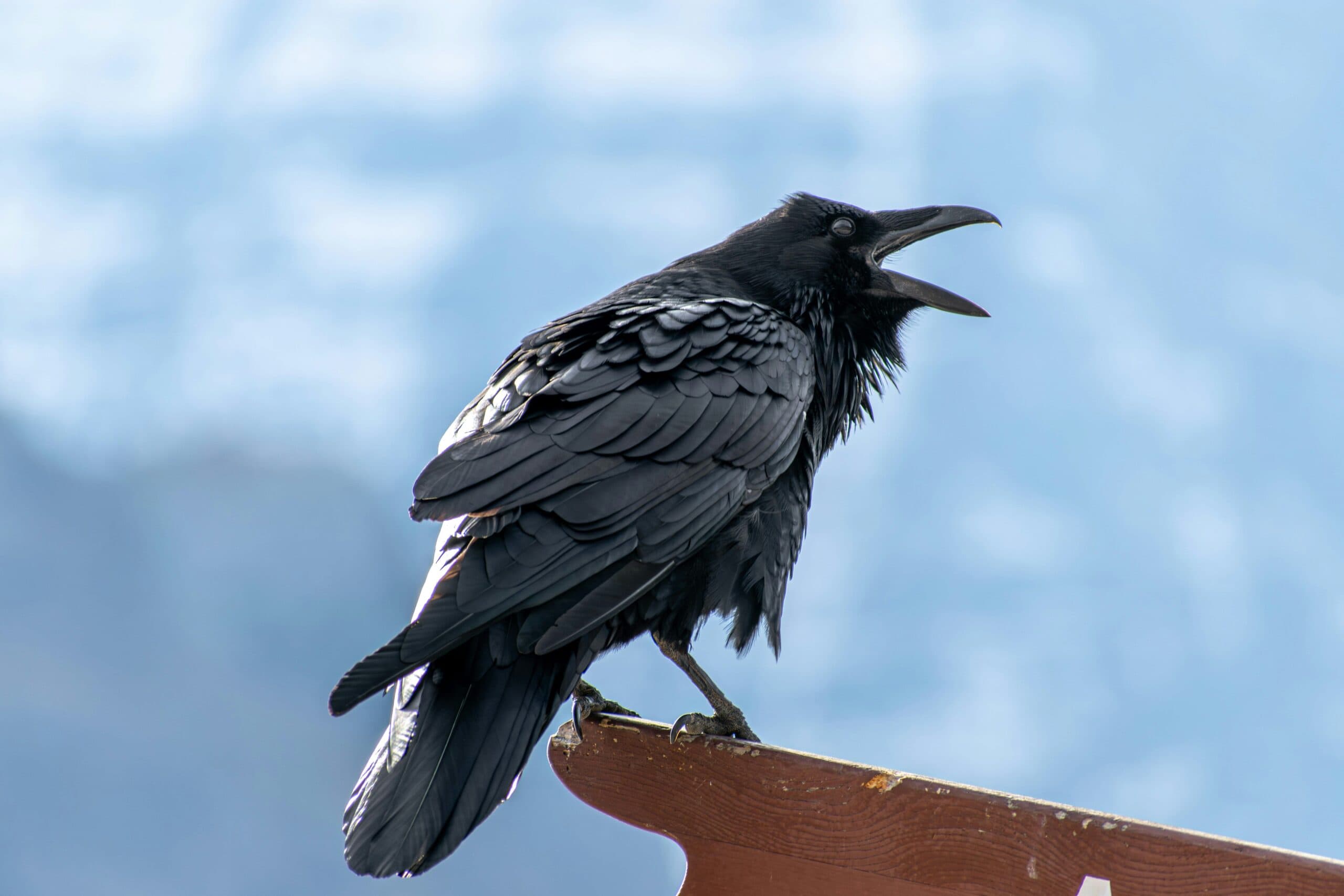 Ravencoin Faces Major Network Crisis as Mining Pools Rebuild Blockchain History